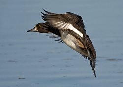 Bird Images portfolio