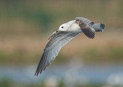 Common Gull portfolio
