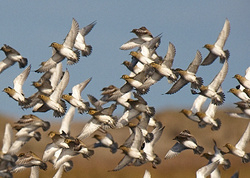 Golden Plover portfolio