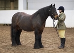 LINK TO - Barton_EC Sun_8th_Jan'12 Winter_RC AM_In_Hand_Classes portfolio