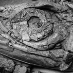 Yorkshire Vertebrates portfolio