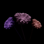 Funky Flowers ... portfolio