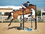 LINK_TO - Northcote Sat17thSept'16 SeniorBSJumping portfolio