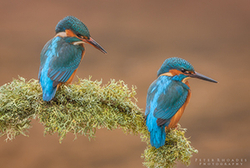Wildlife portfolio
