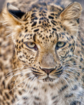 Wildlife and Animals portfolio