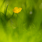 Flora portfolio