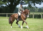LINK TO - Barton EC, Sunday_24th_July_'11 Trailblazers_InHand_&_Ridden Working_Hunters portfolio