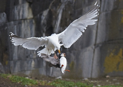 Puffin portfolio