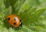 Nature & Wildlife