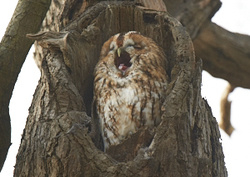 Tawny Owl portfolio