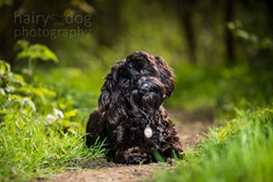 Ruby the Cockerpoo portfolio
