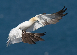 Gannet portfolio