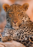 Leopards portfolio