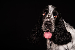 Charlie the Spaniel portfolio
