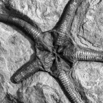 Yorkshire Starfish portfolio