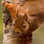 wild and free portfolio