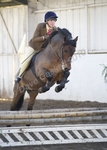 LINK TO - Barton EC, BSPS & PUK Working Hunter, All Classes. Saturday 27th November 2010 portfolio