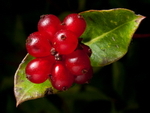 Berries & Fruit portfolio