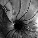 Yorkshire Nautilus portfolio
