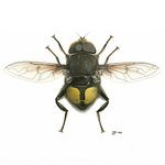 Flies portfolio