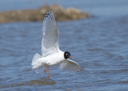 Mediterranean Gull portfolio
