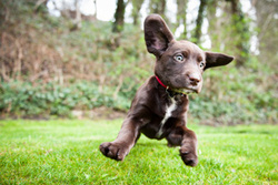 Hugo the Springador Puppy! portfolio