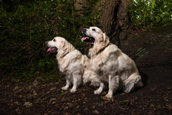 Harvey and Bailey portfolio