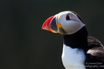 British Wildlife portfolio
