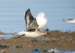 Grey Plover portfolio