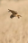 Short Eared Owl portfolio