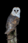Barn Owl portfolio
