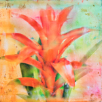 Botanica portfolio