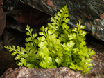 Pteridophytes portfolio