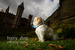 Teddy at Saltwell Park portfolio