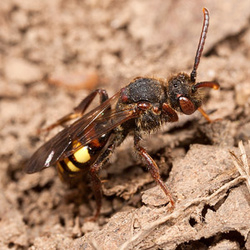 Nomada leucophthalma