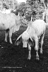 Brahman Bulls portfolio