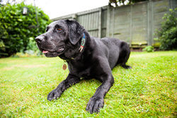 Bravo the Black Labrador portfolio