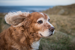 Flora the Spaniel's photoshoot at Rosehearty portfolio