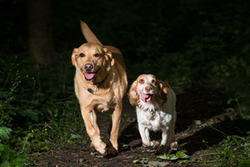 Delpy and Clover portfolio