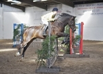 LINK TO - Barton EC BSPS Working Hunter, Saturday 25th September '10 portfolio