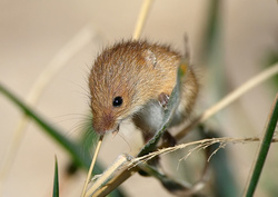 Other Wildlife Images portfolio