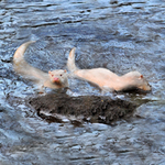 ALBINO OTTERS