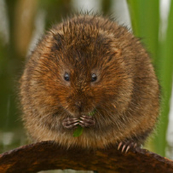 Water Voles portfolio