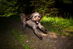 Seth and Rocky portfolio