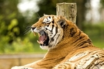 Wildlife