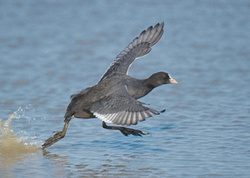 Coot portfolio