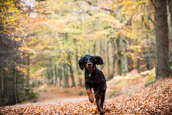 Bracken the Gordon Setter at Kirkhill Woods portfolio