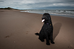 Millie the Labradoodle portfolio