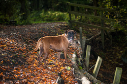 Ozzy, Ruby and Ripley, Boxer Dog Photographs portfolio