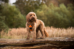 Teddy the Cockapoo at Haddo House portfolio